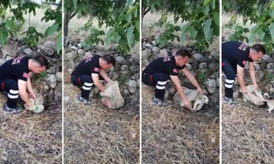 Yavru köpek, ağzı bağlı çuvalla yol kenarına bırakılmış