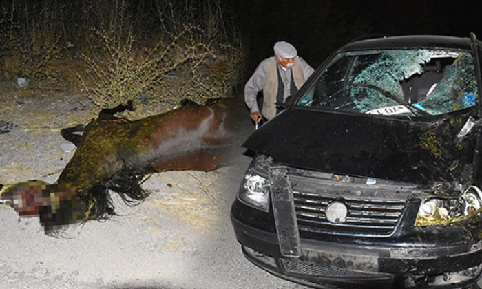 İki otomobil çiftlikten kaçan atlara çarptı, 3 tay öldü, 5 kişi yaralandı