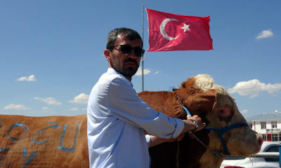 Erzurum kurban pazarının bir tonluk boğaları