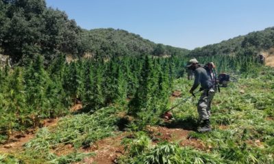 Diyarbakır’da 420 bin kök Hint keneviri ele geçirildi