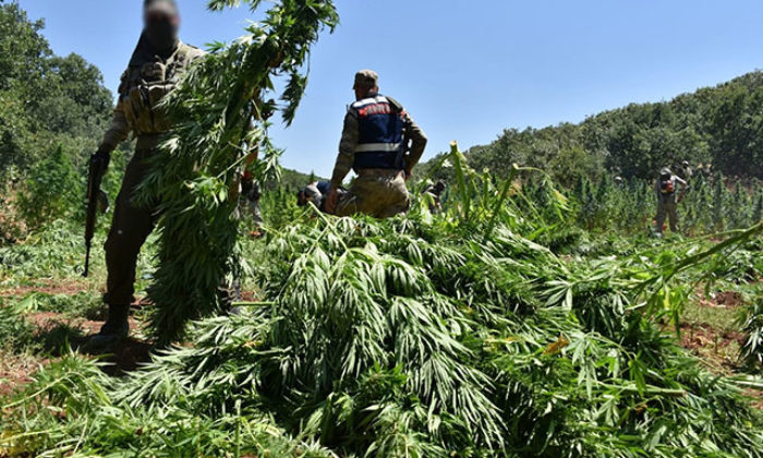 Diyarbakır’da 420 bin kök Hint keneviri ele geçirildi