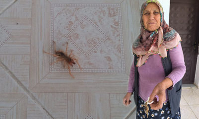 Kahramanmaraş’ta görülen örümcek korkuttu