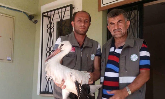 Kanadı kırık leyleğe tedavi