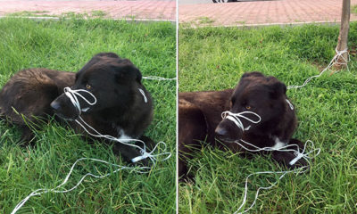 Köpeğin ayağını ve ağzını bağlayıp, ölüme terk ettiler