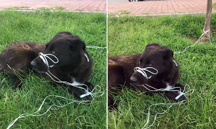 Köpeğin ayağını ve ağzını bağlayıp, ölüme terk ettiler