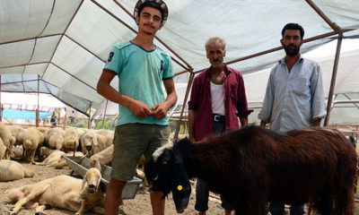 146 kiloluk teke, 3 bin 500 liradan alıcı buldu