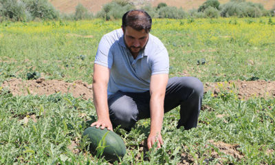 İş bulamayınca karpuz yetiştirdi