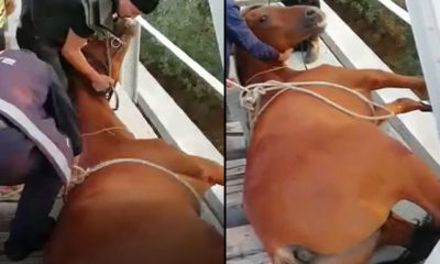 Tren yolu köprüsünde sıkışan atı, itfaiye kurtardı
