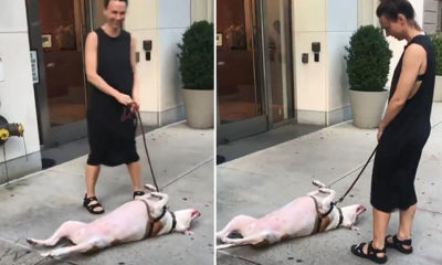 Köpeğin ‘yürüyüş inadı’ milyonları güldürdü