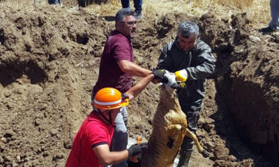 Kanalizasyona düşen koyun ve keçi kurtarıldı