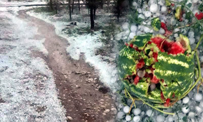Korkuteli’de sağanak ve dolu, tarım alanlarını vurdu
