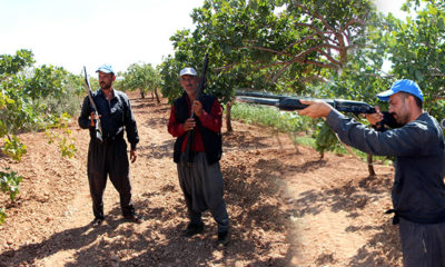 Antep fıstığı için gece gündüz silahlı nöbet