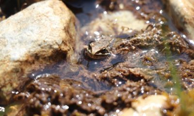Nesli tehlike altında olan Tavas kurbağası için seferberlik ilan edildi