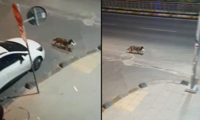 Kümese dadanan sokak köpeği kamerada