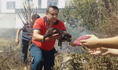 Alevlerin arasında kalan yavru köpekler kurtarıldı