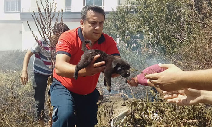 Alevlerin arasında kalan yavru köpekler kurtarıldı