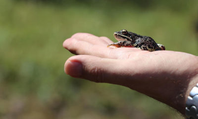 Nesli tehlike altında olan Tavas kurbağası için seferberlik ilan edildi