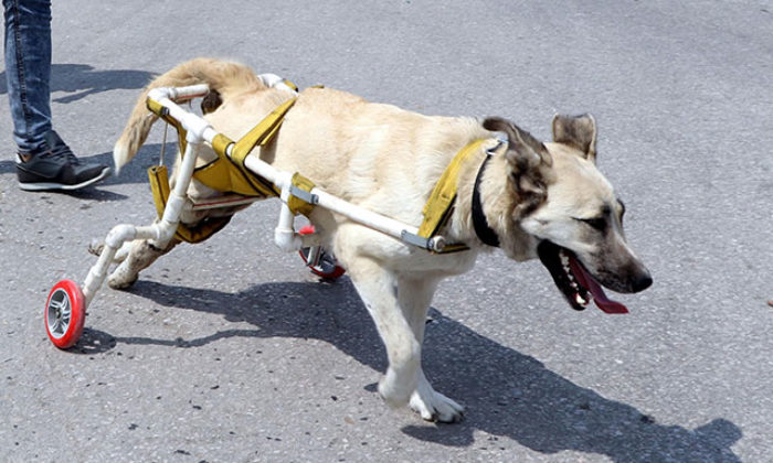 Vurulduktan sonra yürüteç yapılan köpek, hayata tutunamadı