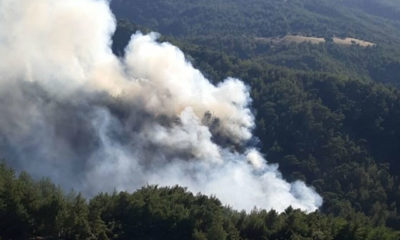 Muğla’da orman yangını