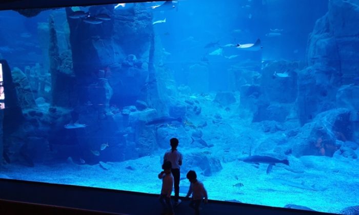 Orta Doğulu turistlerin yeni gözdesi akvaryumlar
