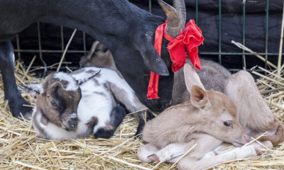 ANNESİNİN KABUL ETMEDİĞİ YAVRU ALAGEYİĞE KEÇİ, ”SÜT ANNELİK” YAPIYOR!.