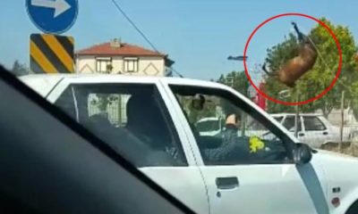 YÜZLERCE KİLOLUK AT İŞTE BÖYLE HAVAYA UÇTU!.