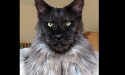 YARI İNSAN, YARI ASLAN, YARI KURT GİBİ GÖRÜNEN KEDİ İLGİ ODAĞI!..