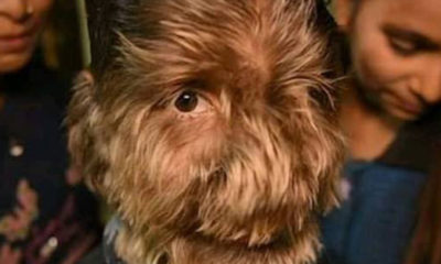 KURT ADAM FİLMİ GERÇEK OLDU!..