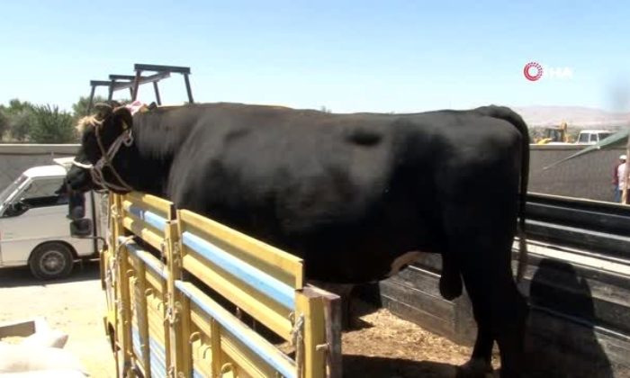 HOLSTEİN CİNSİ BOĞA BÜYÜK İLGİ GÖRDÜ!.