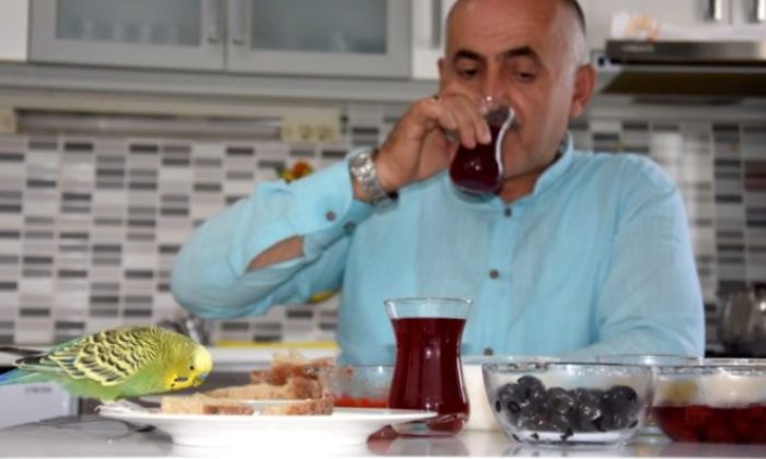 PAŞA ADINDAKİ PAPAĞANIN BAŞKAN ERDOĞAN SEVGİSİ GÖRENLERİ HAYRETE DÜŞÜRÜYOR!.