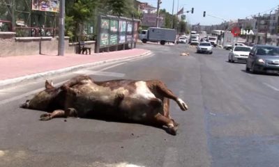 TIR DORSESİ ARIZALANDI, KURBAN SAKATATLARI YOLA SAVRULDU!.