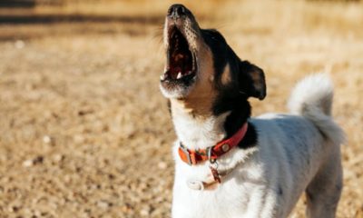 KÖPEKLER EZAN SESİNİ DUYUNCA NEDEN ULUMAYA BAŞLARLAR?.
