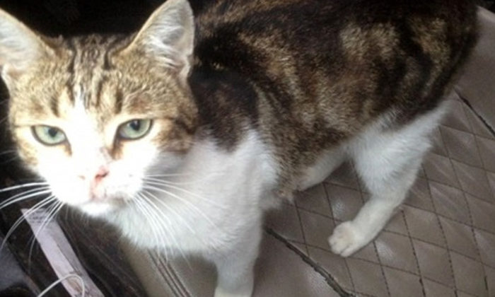 UYUŞTURUCU TAŞIYAN KEDİ TUTUKLU OLDUĞU YERDEN KAÇTI!..