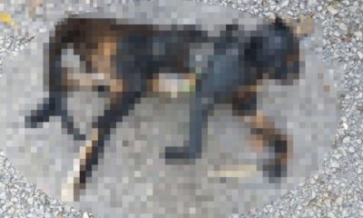 VİCDANSIZ ALÇAKLAR, KEDİYİ MANGALDA YAKMIŞLAR!.