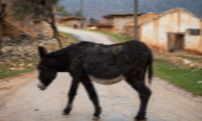 ŞEREFSİZ SAPIK KOMŞUSUNUN EŞEĞİNE TECAVÜZ EDİP CEP TELEFONUNA KAYDETMİŞ!.