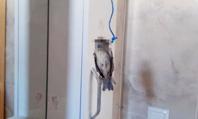 BU NASIL BİR VİCDANSIZLIKTIR BE HEY ŞEREFSİZLER!.