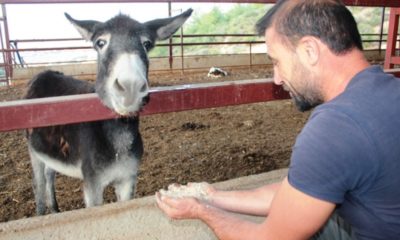 ŞANLIURFA’DA TERK EDİLEN EŞEK OSMANİYE’DE SAHİPLENİLDİ!.