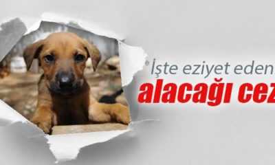 HAYVAN HAKLARI RAPORU MECLİS’TE!. SOKAĞA ATANA 10 BİN TL CEZA, EZİYET EDENE 2 YIL HAPİS!.