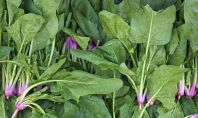 SAĞLIK BAKANI ISPANAK VAKASINA SON NOKTAYI KOYDU!..