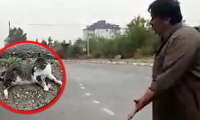 KEDİSİNİ TÜFEKLE VURAN KOMŞUSUNDAN ŞİKAYETÇİ OLDU! “KUŞLARI DA VURUYOR,SONRA KÖZLEYİP YİYOR..”