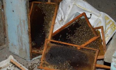 SİVEREK’TE ARI KOVANLARINI TAŞIYAN KAMYONET KAZA YAPTI!.
