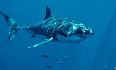 KAYIP TURİSTİN ELİ KÖPEK BALIĞININ KARNINDAN ÇIKTI!.