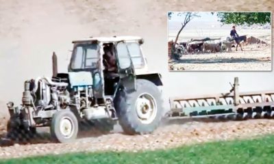 TERÖRDEN TEMİZLENEN RASULAYN’DA TARIM VE HAYVANCILIK YENİDEN BAŞLADI!.