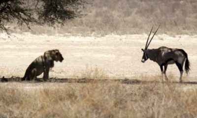 YARALI ANTİLOBUN GÖZ GÖRE GÖRE ÖLÜME YÜRÜMESİ ŞOK ETTİ!.