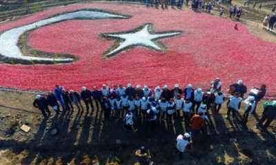 YANGINDAN ZARAR GÖREN ALANLARA 35 BİN FİDAN DİKİLDİ!.