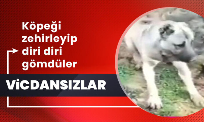 Bunu yapan insan olamaz! Zehirleyip diri diri gömdüler!.