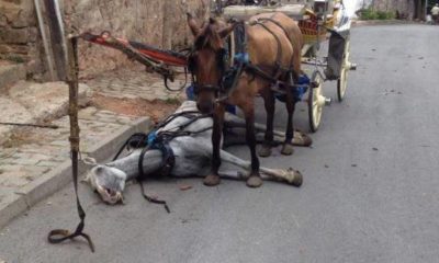 İmamoğlu 4 ay sonra nihayet Adalardaki fayton rezaletine el attı!. Elektrikli araçlar geliyor!.