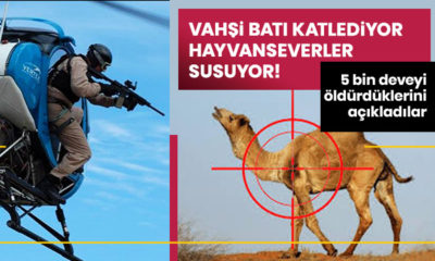 Avustralya’da 5 bin deve katledildi, hayvanseverler susuyor!.