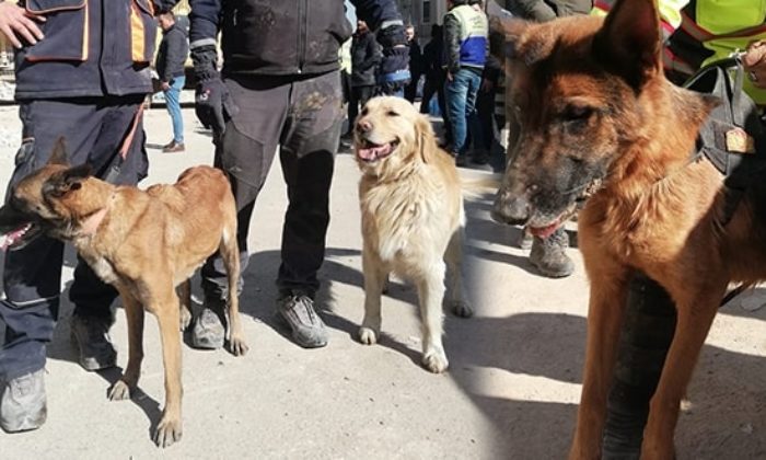 Arama kurtarma ekiplerinin en şirin kahramanları! Elazığ’da can kurtarıyorlar!.