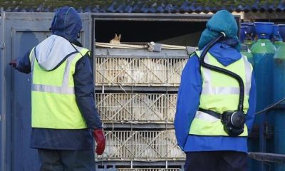 Dünyayı korkutan virüs salgını! 100 binden fazlası iftal edildi!.